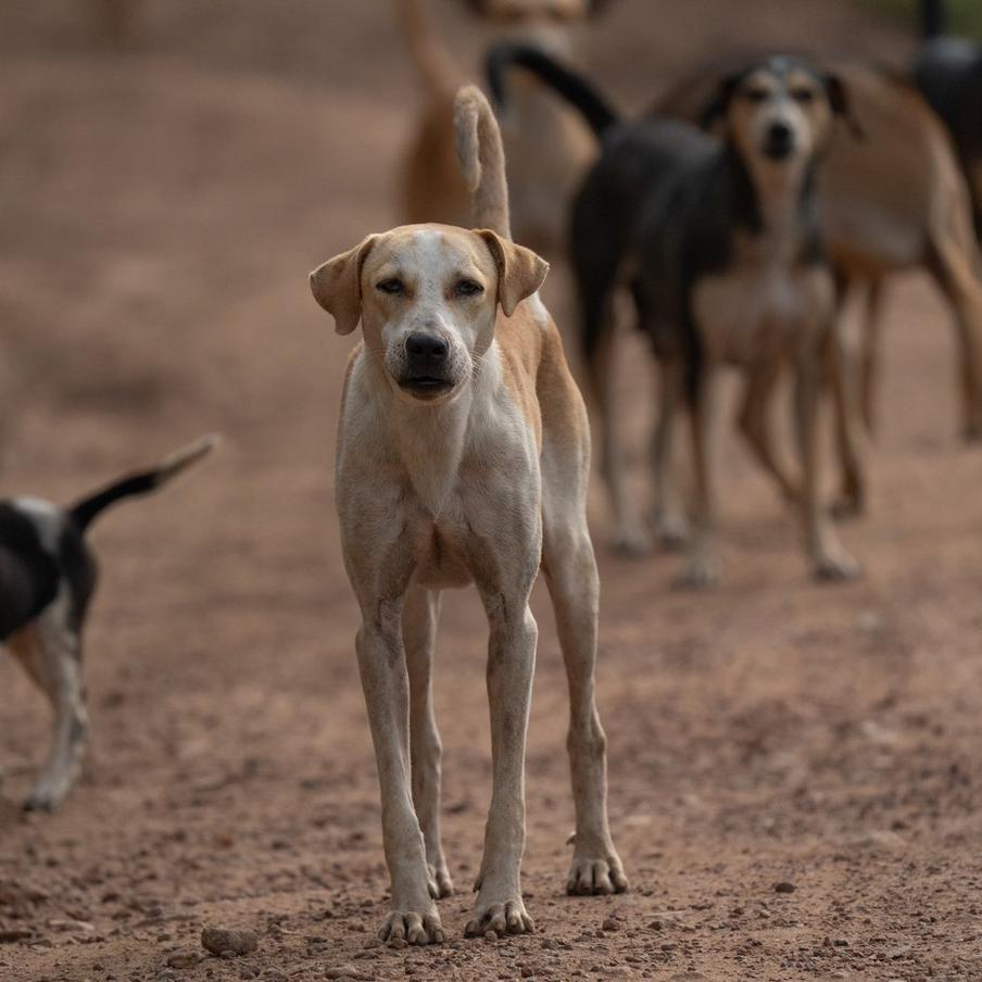 Семь собак создали "братство" и сбежали с китайского мясокомбината. Семь украденных собак, сбежавших с мясокомбината в Китае, завоевали сердца миллионов интернет-пользователей, отправившись в десятимильное путешествие домой. На видео, ставшем вирусным, запечатлено, как эти удивительные животные, объединившись в "братскую компанию", бегут по оживлённому шоссе в Чанчуне, провинция Цзилинь, пишет Daily Mail