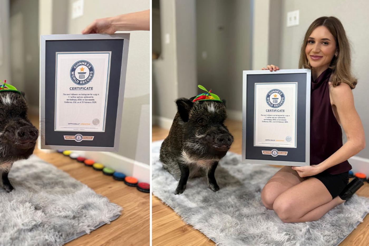 Книга рекордов Гиннеса увековечила говорящую свинью и живого петуха без головы