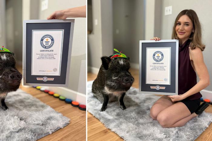 Книга рекордов Гиннеса увековечила говорящую свинью и живого петуха без головы