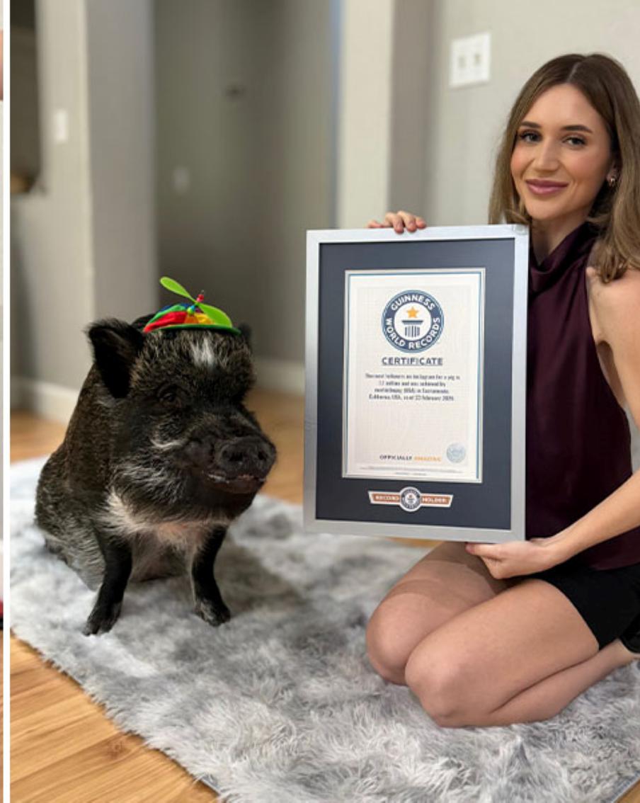 Книга рекордов Гиннеса увековечила говорящую свинью и живого петуха без головы