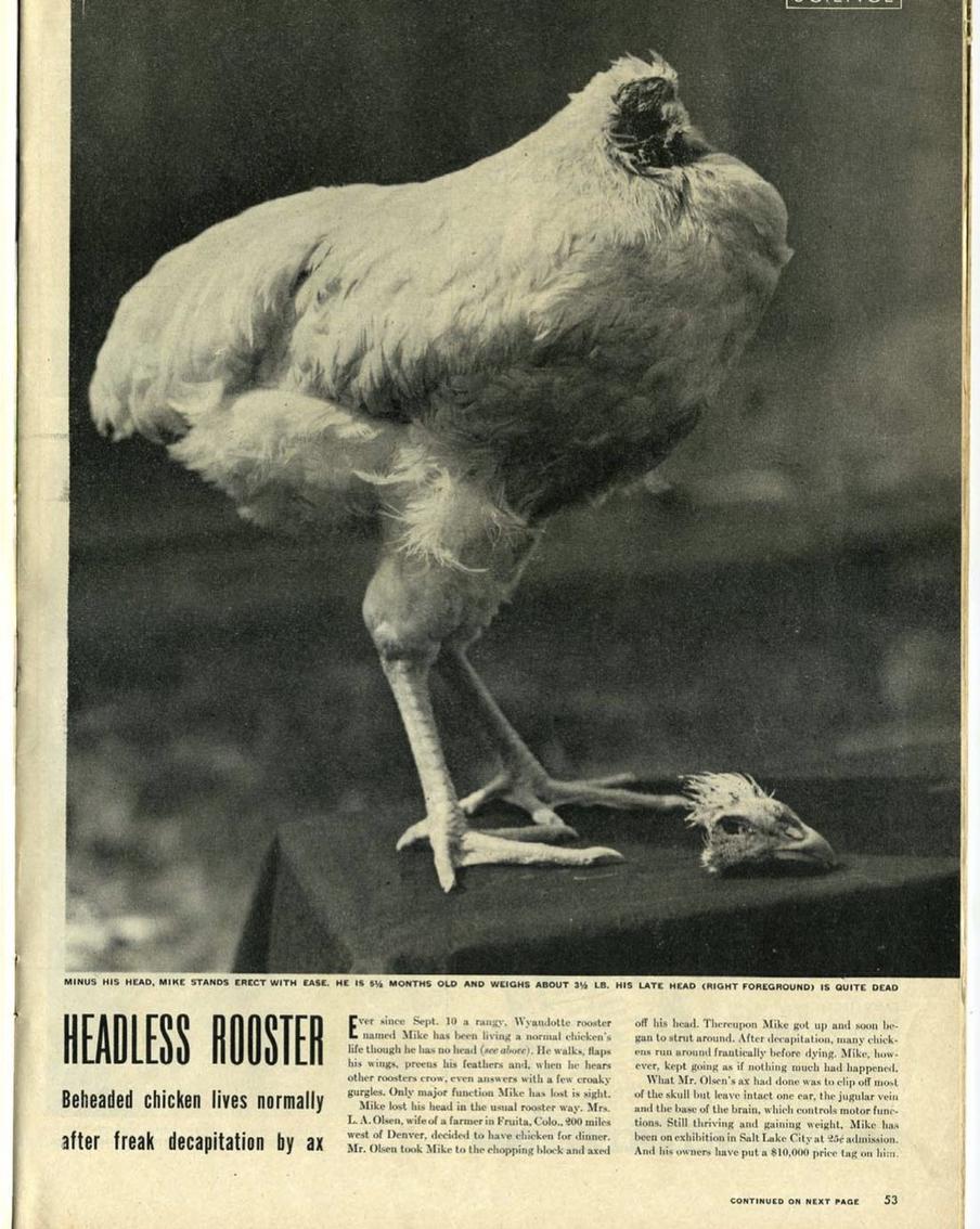 Статья о безголовом петухе Майке в одной из газет.