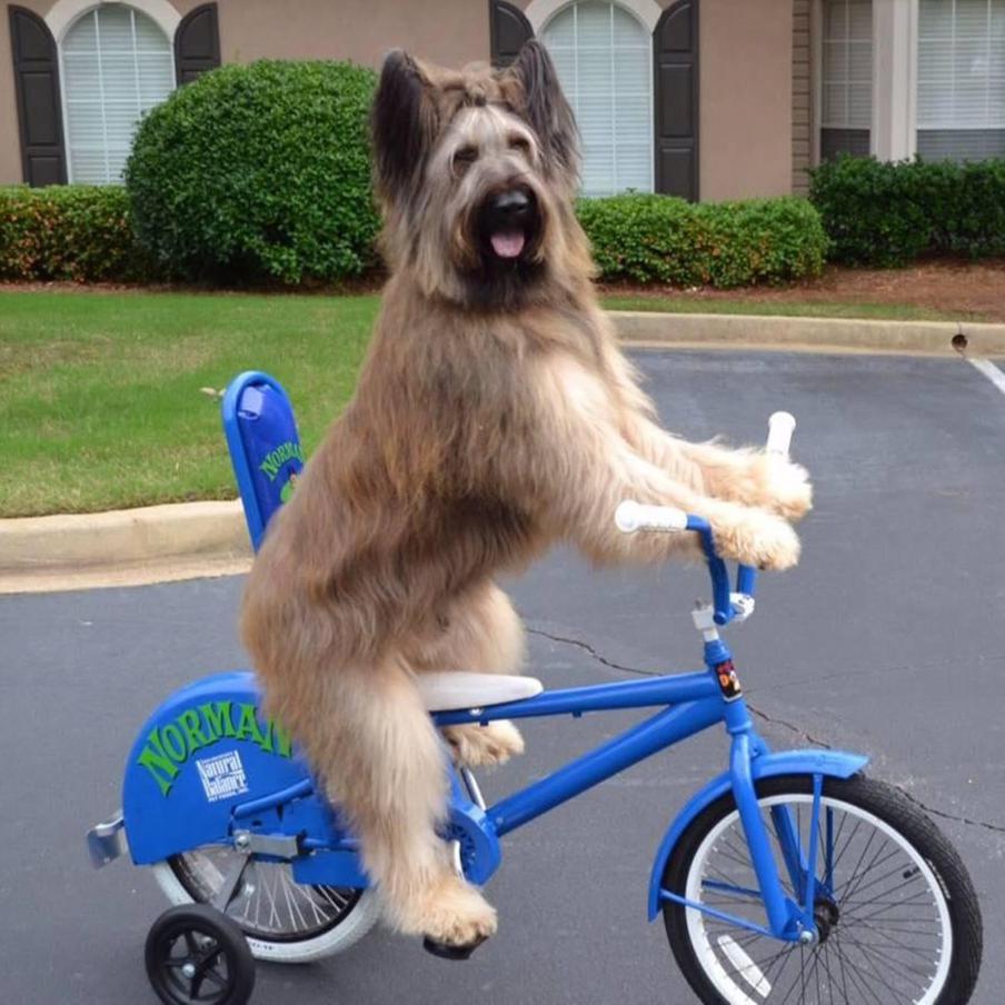 Пёс-рекордсмен Норман позирует на своём модифицированном велике.