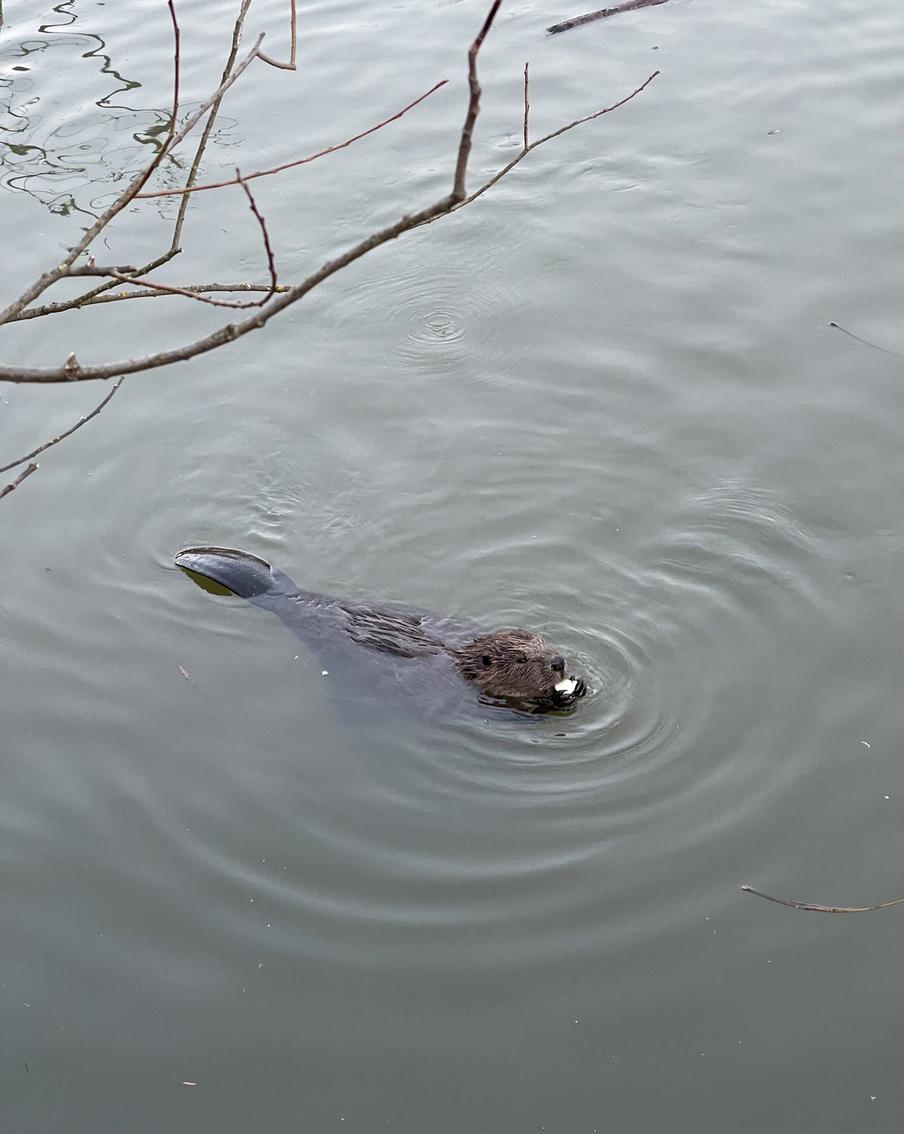 Политика, которая обесценивает: почему спор о животных расколол Британию
