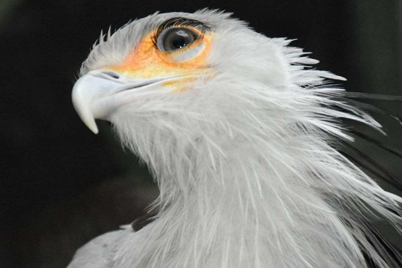 Афиша на 26 марта: слушаем инструменты со всего мира и рисуем хищных птиц с натуры