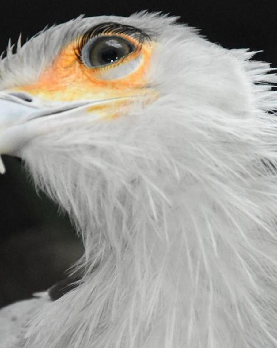 Афиша на 26 марта: рисуем хищных птиц с натуры и слушаем инструменты со всего мира