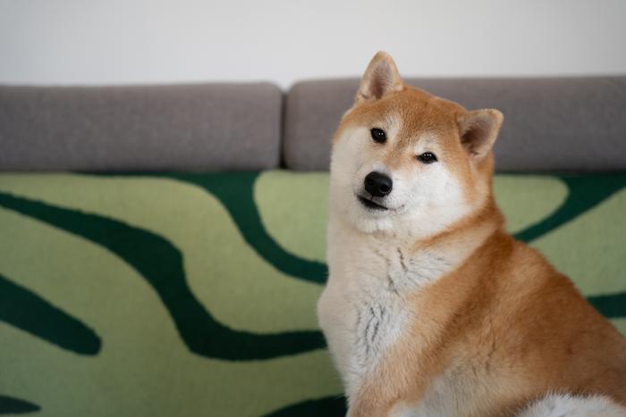 Самый древний друг человека: учёные назвали новую дату одомашнивания собак