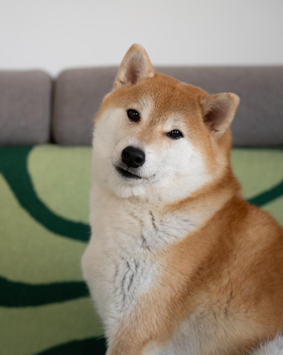 Самый древний друг человека: учёные назвали новую дату одомашнивания собак