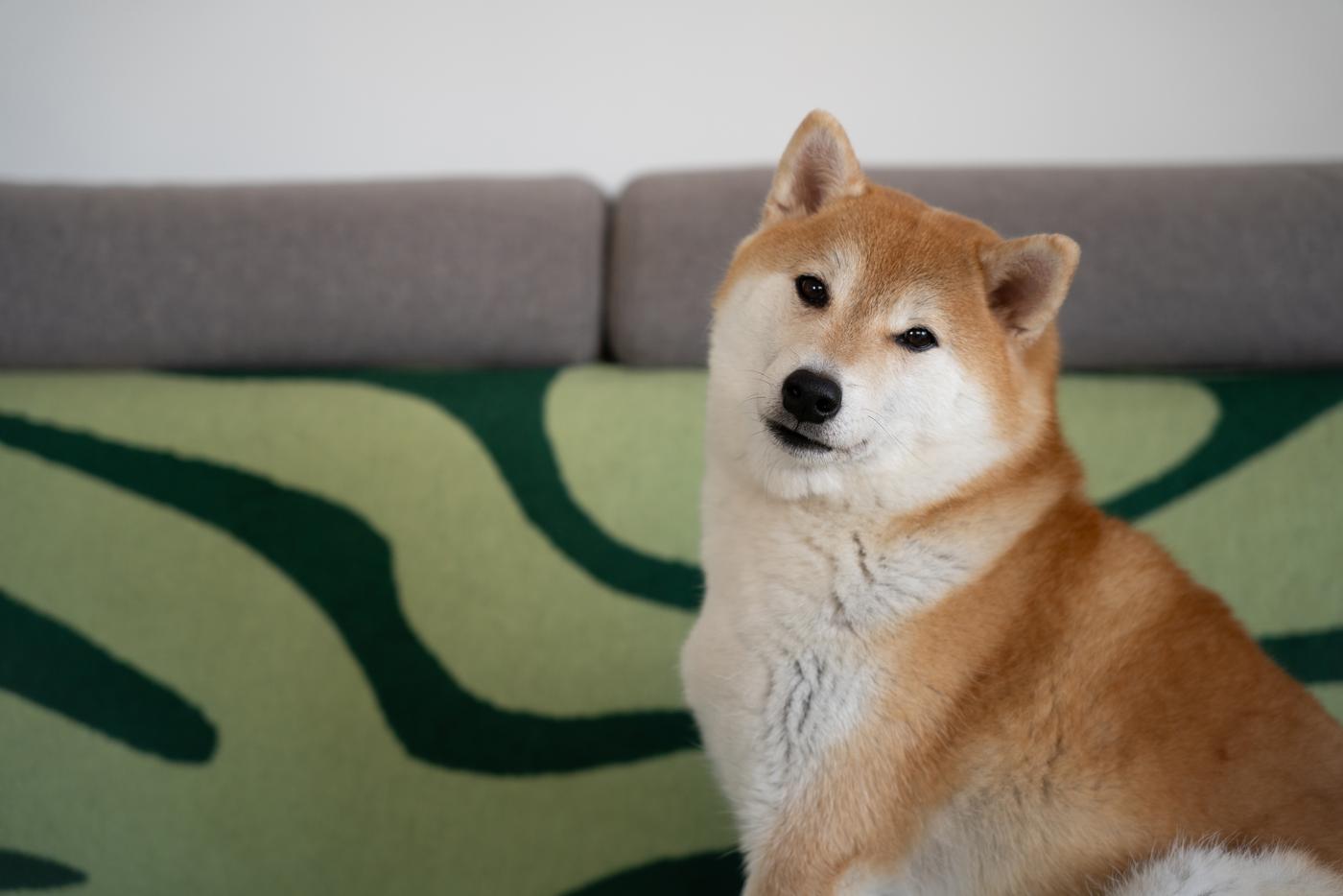 Самый древний друг человека: учёные назвали новую дату одомашнивания собак