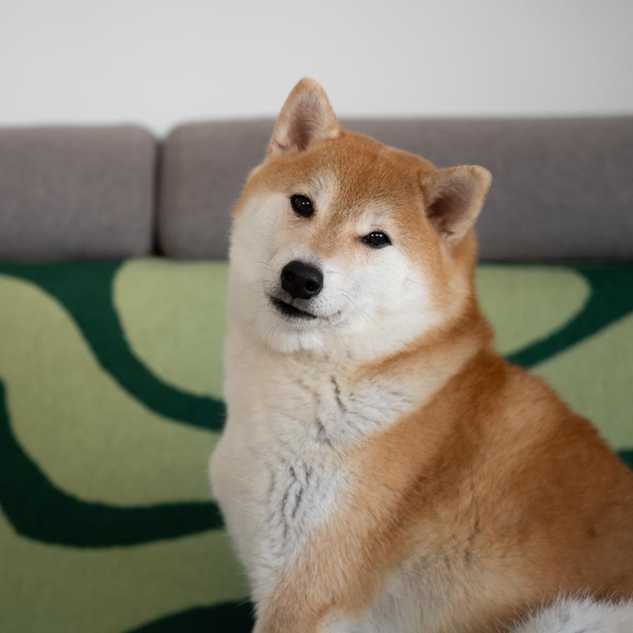 Дружба с собаками старше, чем сельское хозяйство: учёные назвали новую дату. Генетический анализ древних останков показал, что люди заботились о собаках и хоронили их вместе с собой ещё 15 тысяч лет назад. Это на 5 тысяч лет раньше прежних оценок