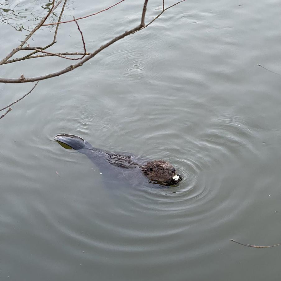 Бобры вернулись в Англию спустя 400 лет и преобразили ландшафт Дорсета. Всего за год работы "инженеры экосистемы" построили 35-метровую плотину, создали богатый дикий водоём и привлекли выдр, сов и редких птиц. Учёные ждут появления потомства