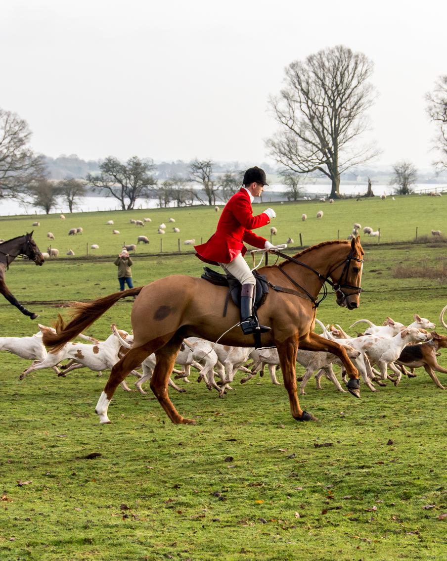 Конец "дымовой завесы": в Британии запретят хитрое прикрытие для охоты на лис. В Великобритании объявили войну трейл-хантингу. Власти и полиция уверены: этот "гуманный" спорт годами служил лишь ширмой для жестоких расправ над дикими животными в обход закона