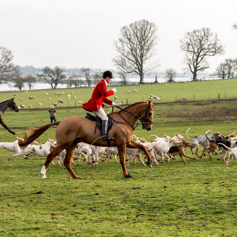 Конец "дымовой завесы": в Британии запретят хитрое прикрытие для охоты на лис. В Великобритании объявили войну трейл-хантингу. Власти и полиция уверены: этот "гуманный" спорт годами служил лишь ширмой для жестоких расправ над дикими животными в обход закона