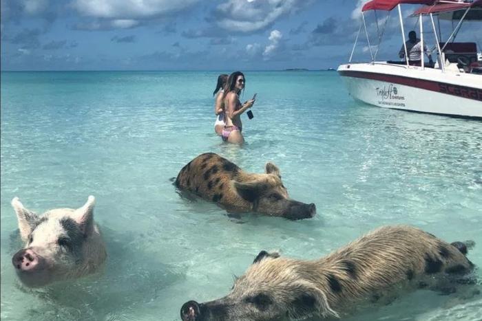 Где можно искупаться со свиньями и позавтракать с жирафами