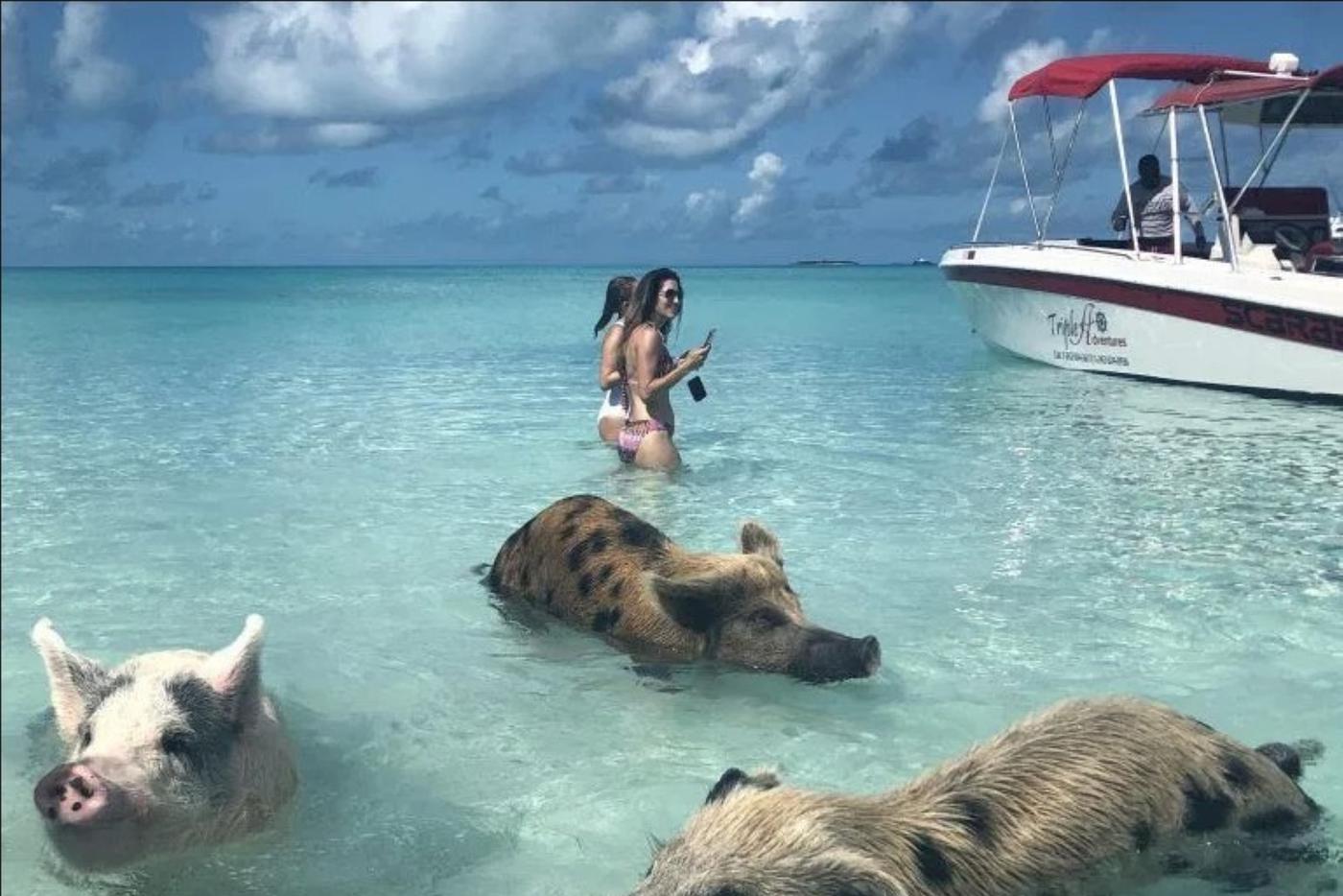 Где можно искупаться со свиньями и позавтракать с жирафами