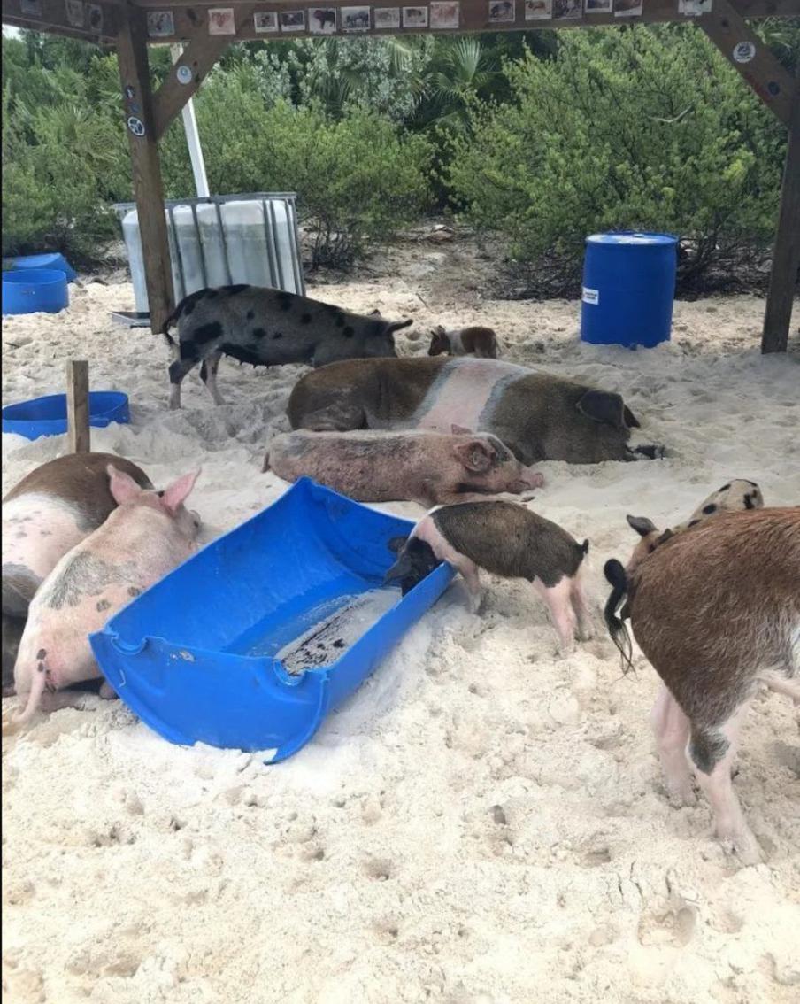 Хрюшки отдыхают после водных процедур с туристами.