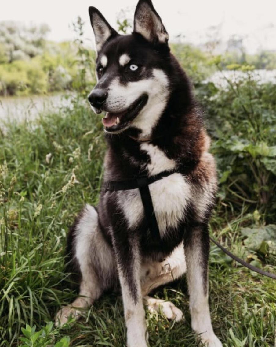 Животных с разноцветными глазами из приютов можно найти в "Моспитомце"