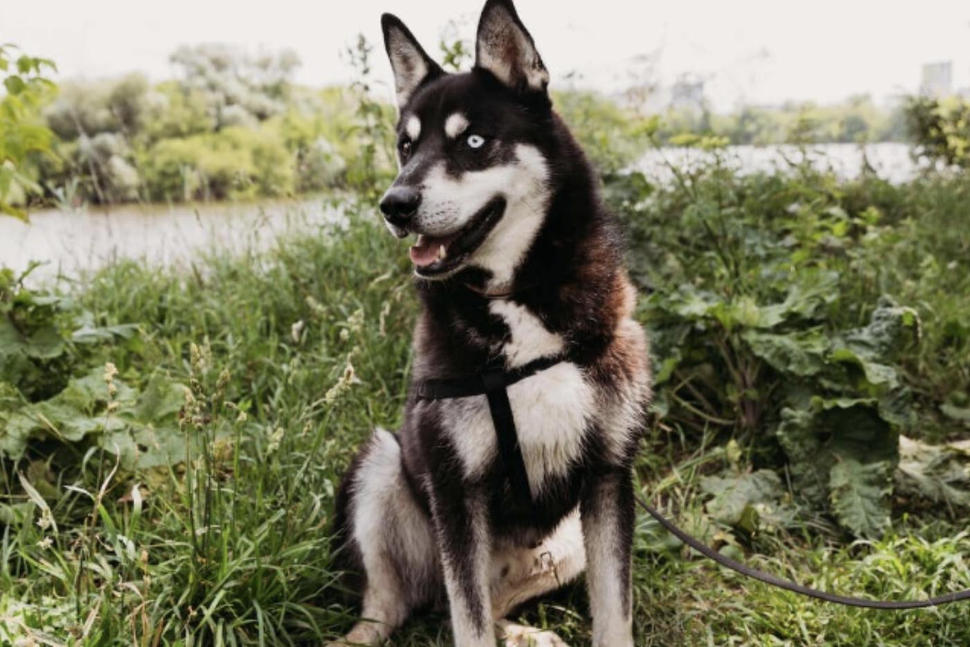 Животных с разноцветными глазами из приютов можно найти в "Моспитомце"