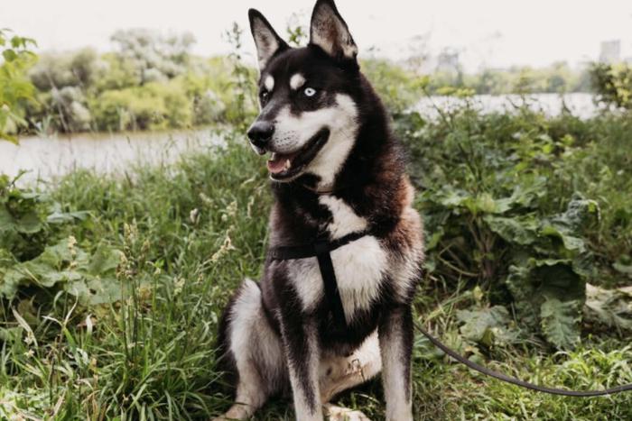 Животных с разноцветными глазами из приютов можно найти в "Моспитомце"