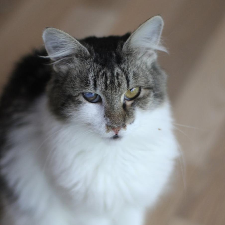 Кошка Ангела из каталога сервиса.