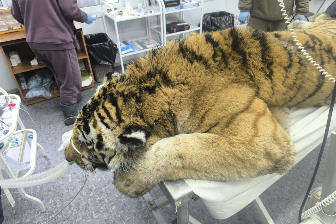 "Жертв могло быть больше": в Приморье активизировались тигры – один съел человека