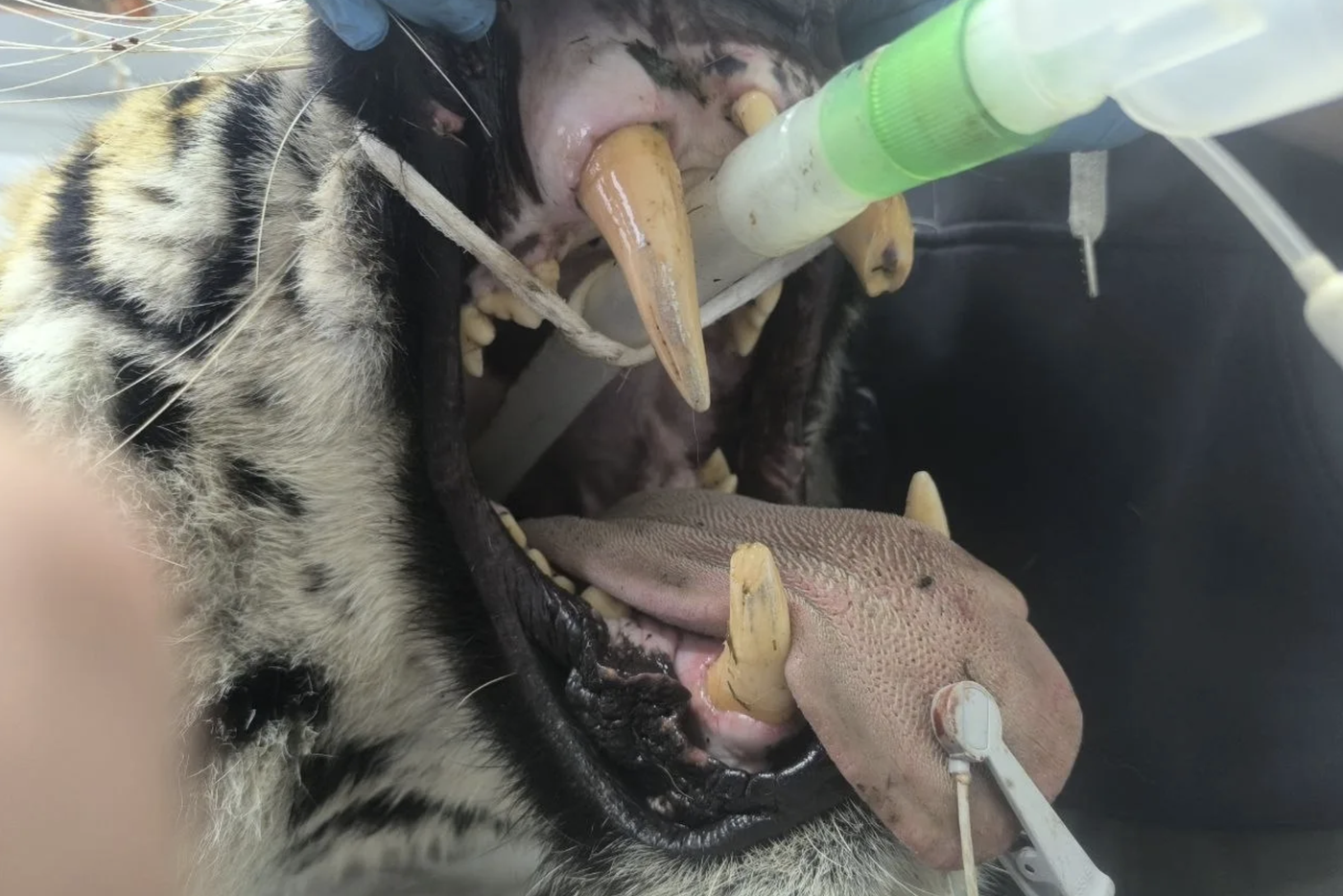 Эти клыки тигр мог "поломать" о человека