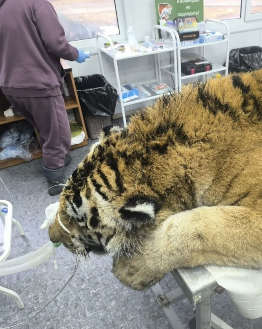 "Жертв могло быть больше": в Приморье активизировались тигры – один съел человека