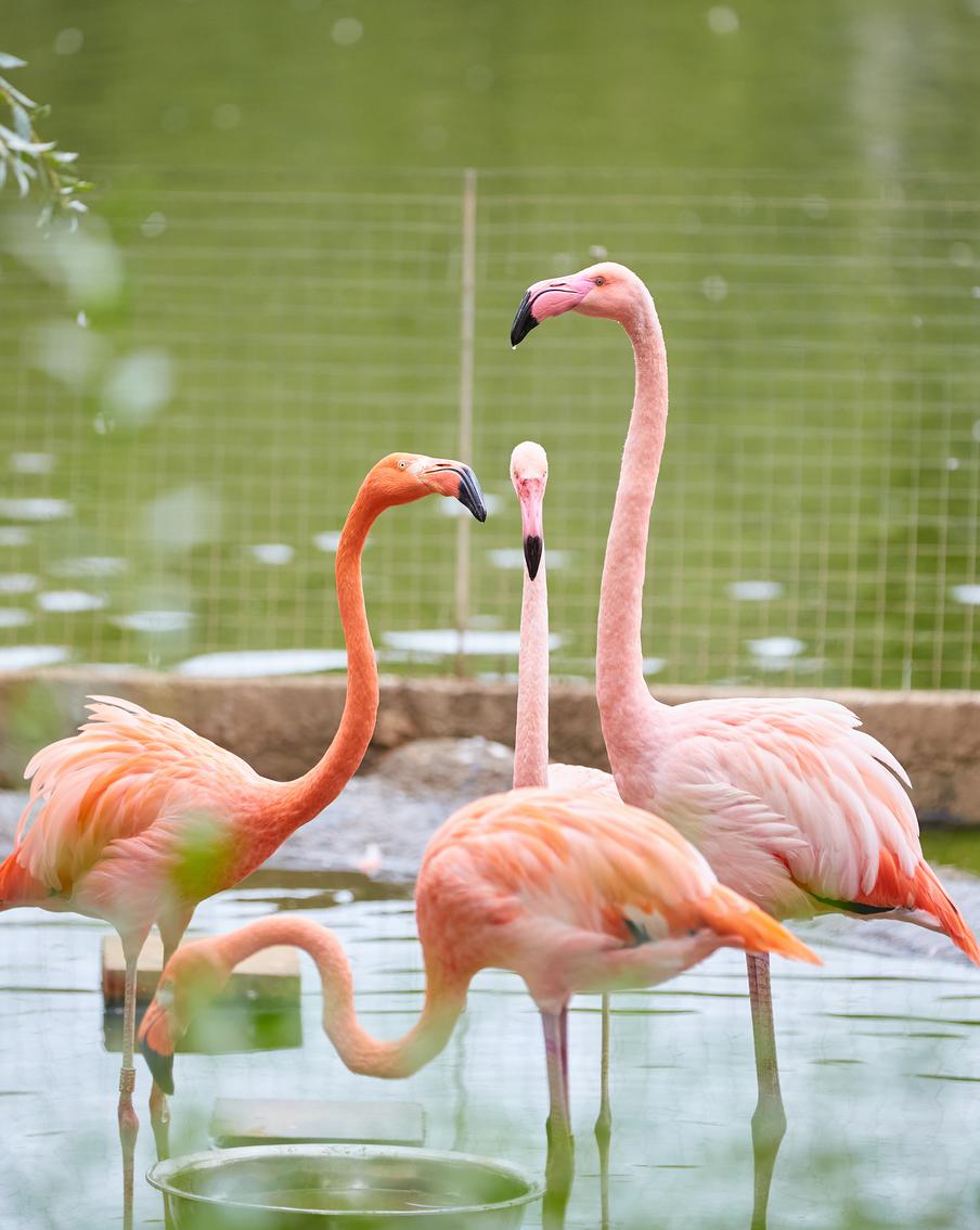 Каких пернатых можно увидеть в подборке "Мосфото" к Международному дню птиц