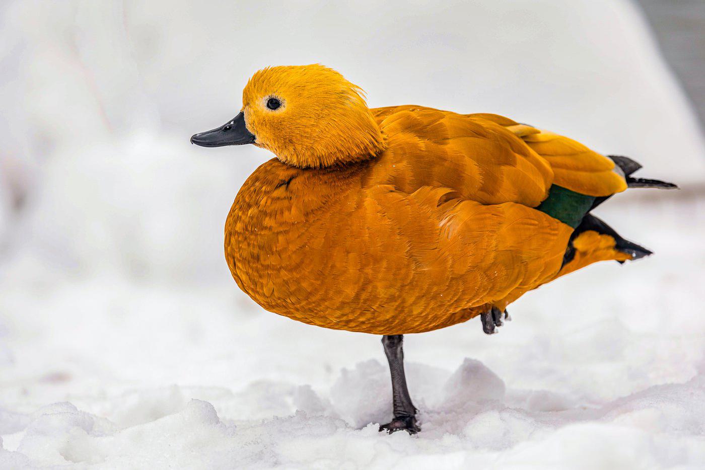 Огарь, или красная утка.