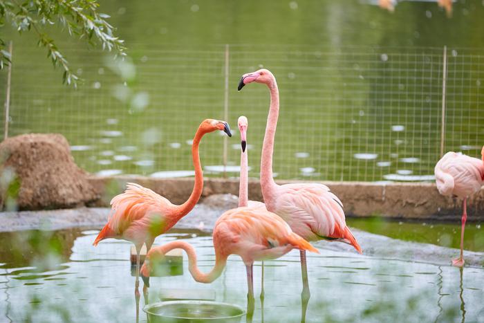 Каких пернатых можно увидеть в подборке "Мосфото" к Международному дню птиц