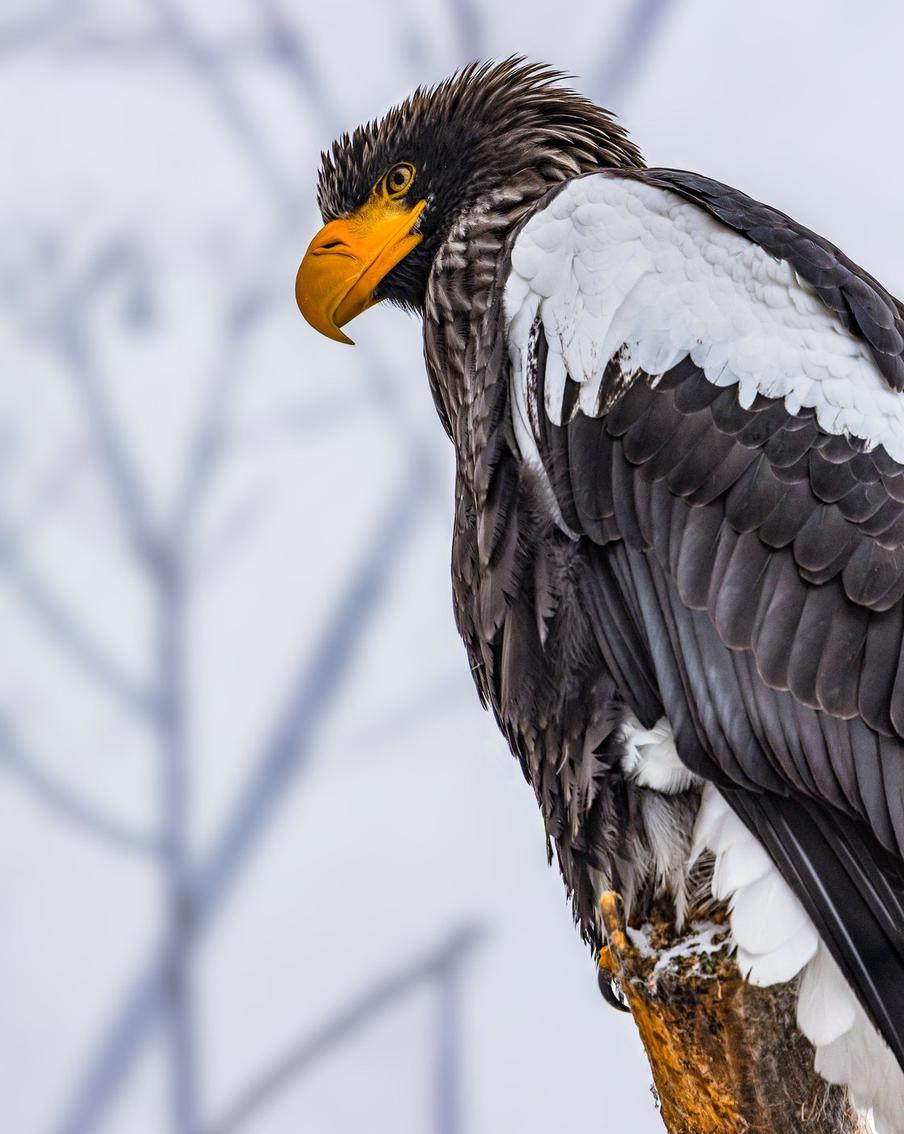 Белоплечий орлан.