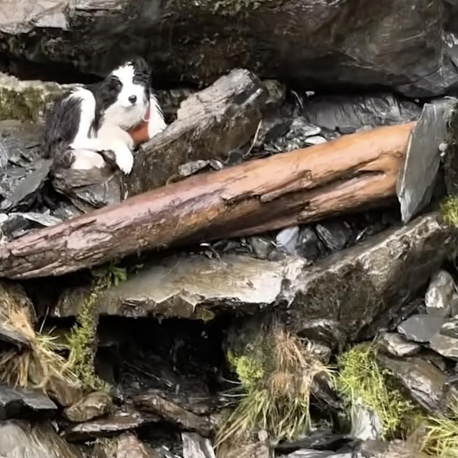 В Новой Зеландии спасли собаку, неделю ждавшую раненую хозяйку в горах. Бордер-колли Молли провела семь дней у подножия водопада, где её хозяйка сорвалась с 55-метровой высоты. Животное обнаружили благодаря частным пожертвованиям и бывшим пилотам спасательной авиации