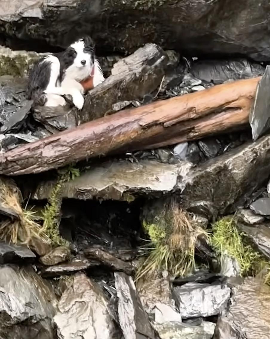 В Новой Зеландии спасли собаку, неделю ждавшую раненую хозяйку в горах. Бордер-колли Молли провела семь дней у подножия водопада, где её хозяйка сорвалась с 55-метровой высоты. Животное обнаружили благодаря частным пожертвованиям и бывшим пилотам спасательной авиации