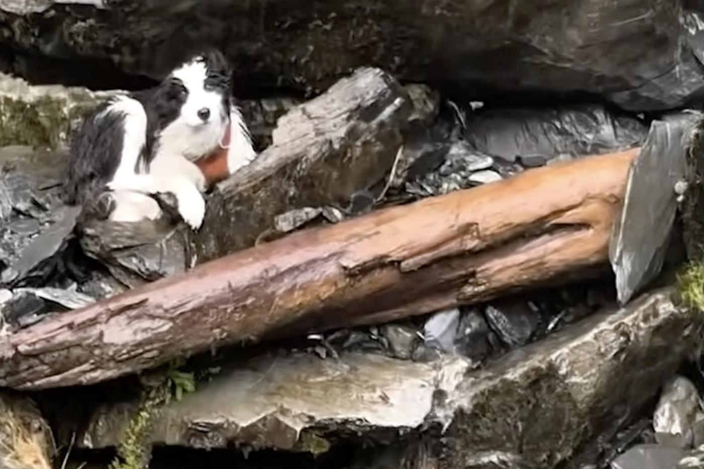 В Новой Зеландии спасли собаку, неделю ждавшую раненую хозяйку в горах