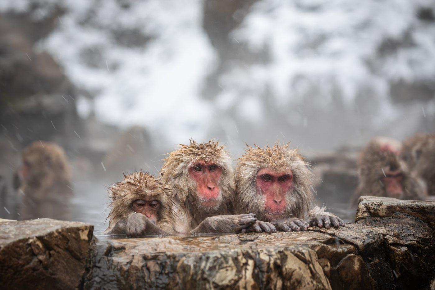 Горячая вода в источника спасает макак от холода.