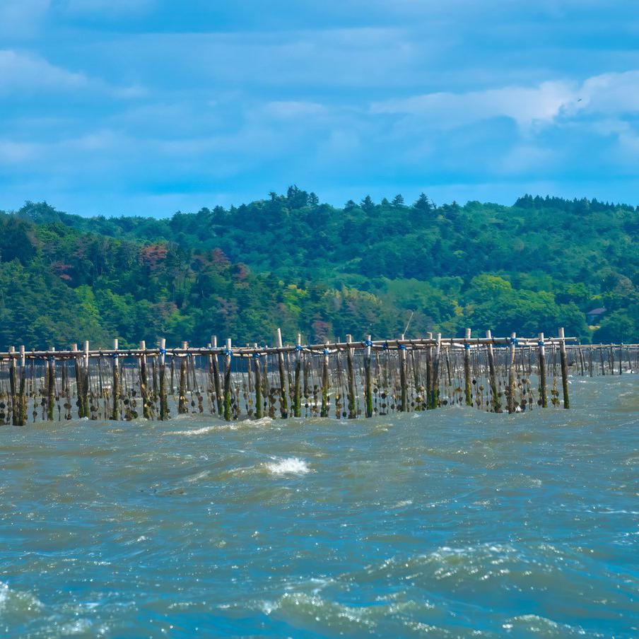 "Как никогда раньше": в Японии массово гибнут устрицы из-за аномальной жары. В префектуре Хиросима, откуда поступает почти две трети всей японской продукции, смертность моллюсков достигла 90%. Рыбаки винят рекордную жару прошлого лета, которая лишила устриц кислорода и корма