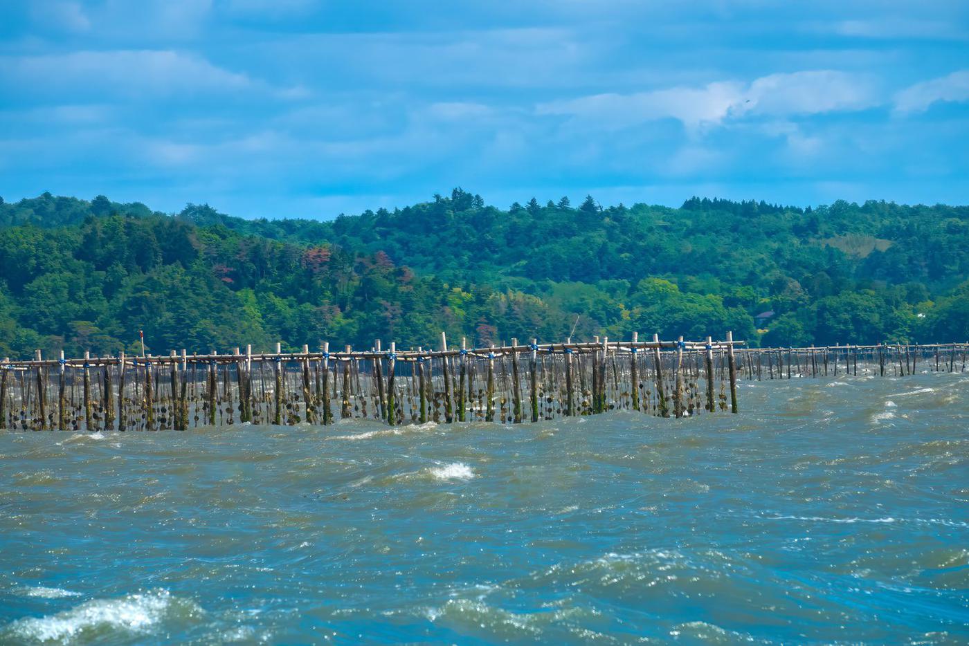 "Как никогда раньше": в Японии массово гибнут устрицы из-за аномальной жары