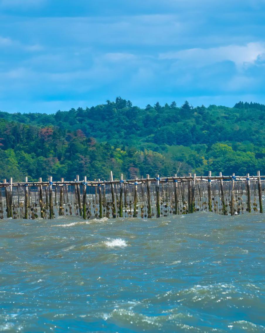 "Как никогда раньше": в Японии массово гибнут устрицы из-за аномальной жары. В префектуре Хиросима, откуда поступает почти две трети всей японской продукции, смертность моллюсков достигла 90%. Рыбаки винят рекордную жару прошлого лета, которая лишила устриц кислорода и корма
