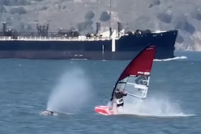 Виндсёрфер столкнулся с серым китом в заливе Сан-Франциско