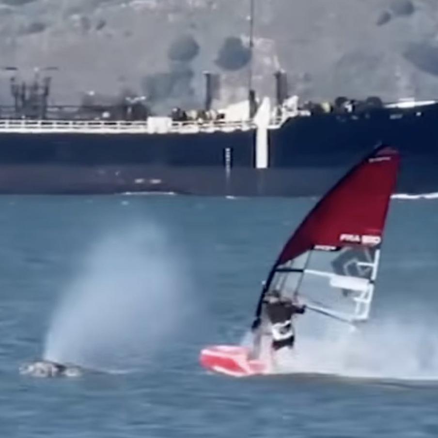 "Китовый" день в Калифорнии: виндсёрфер столкнулся с гигантом в заливе. Мужчина катался на доске у побережья Калифорнии, когда гигантское морское млекопитающее неожиданно вынырнуло прямо перед ним. Инцидент сняли на видео, оба участника не пострадали