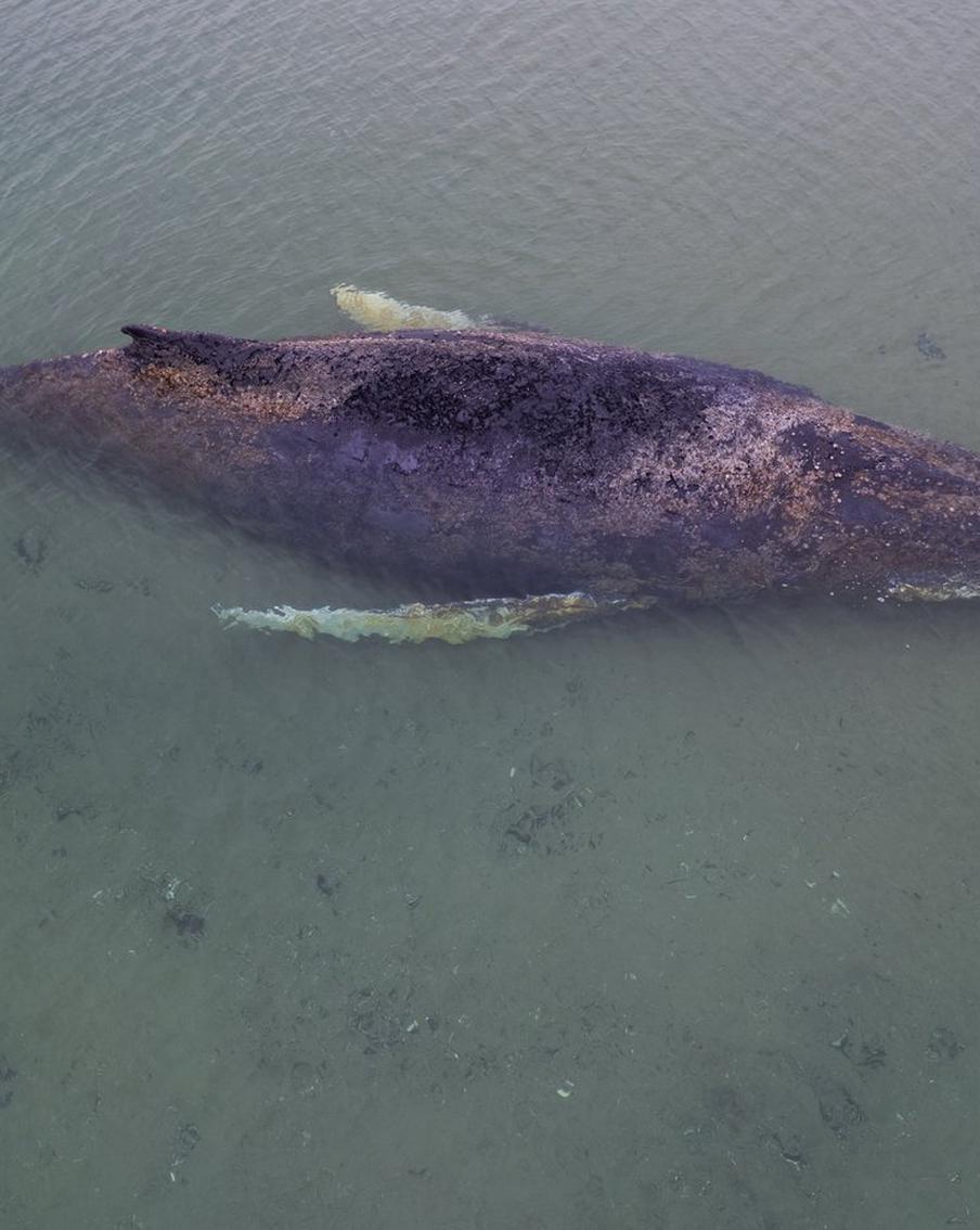 Спасённый однажды кит Тимми вновь оказался на мели: что известно об операции по спасению животного в Германии