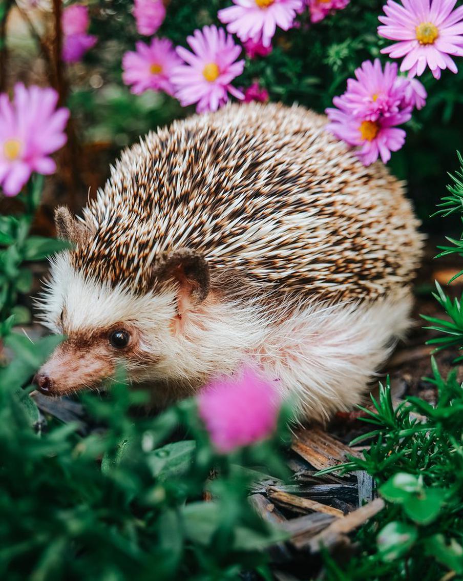 Почему нельзя приручать диких ежей, даже если они кажутся ручными