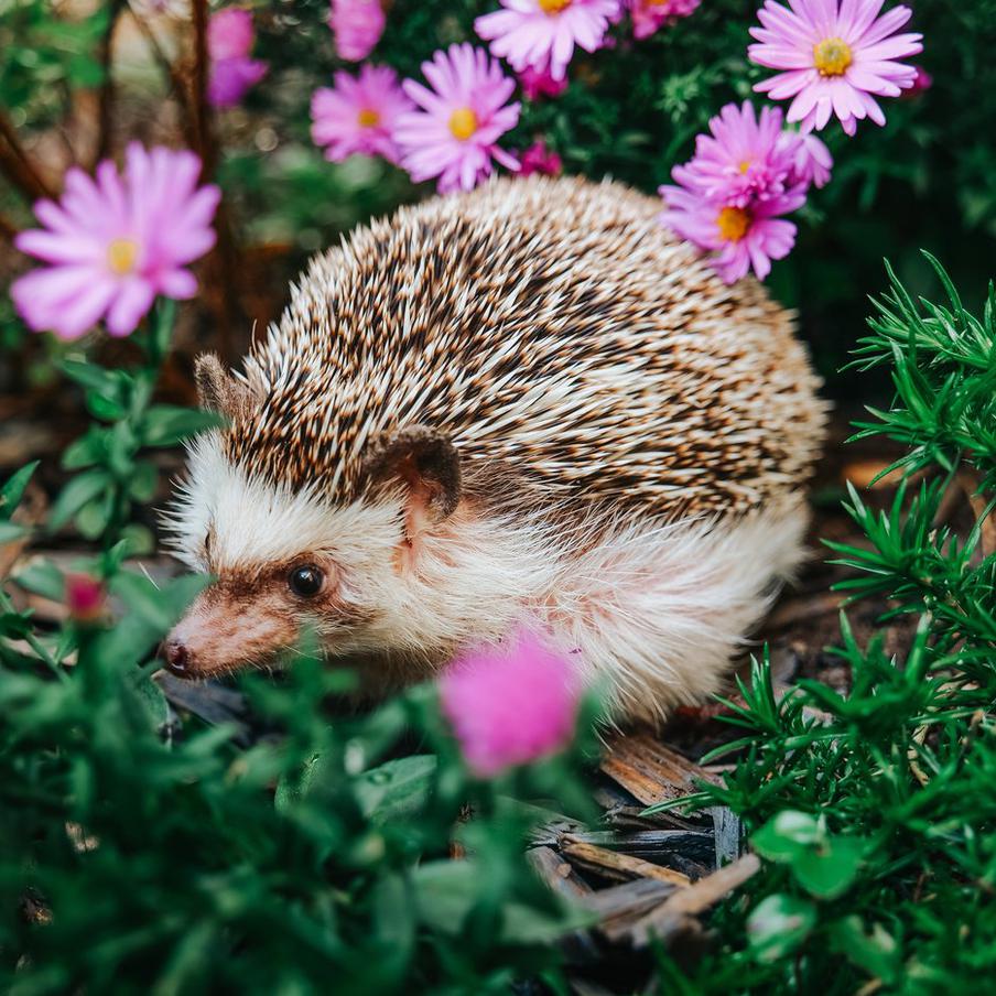 Здоровых ежей нельзя забирать из природы и делать домашними питомцами. Эксперты призвали не очеловечивать колючих зверьков, даже если они кажутся ручными. Лучший способ помочь ежам – сделать сад безопасным и оставить их на воле