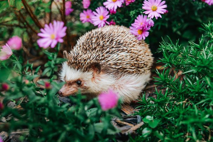 Почему нельзя приручать диких ежей, даже если они кажутся ручными