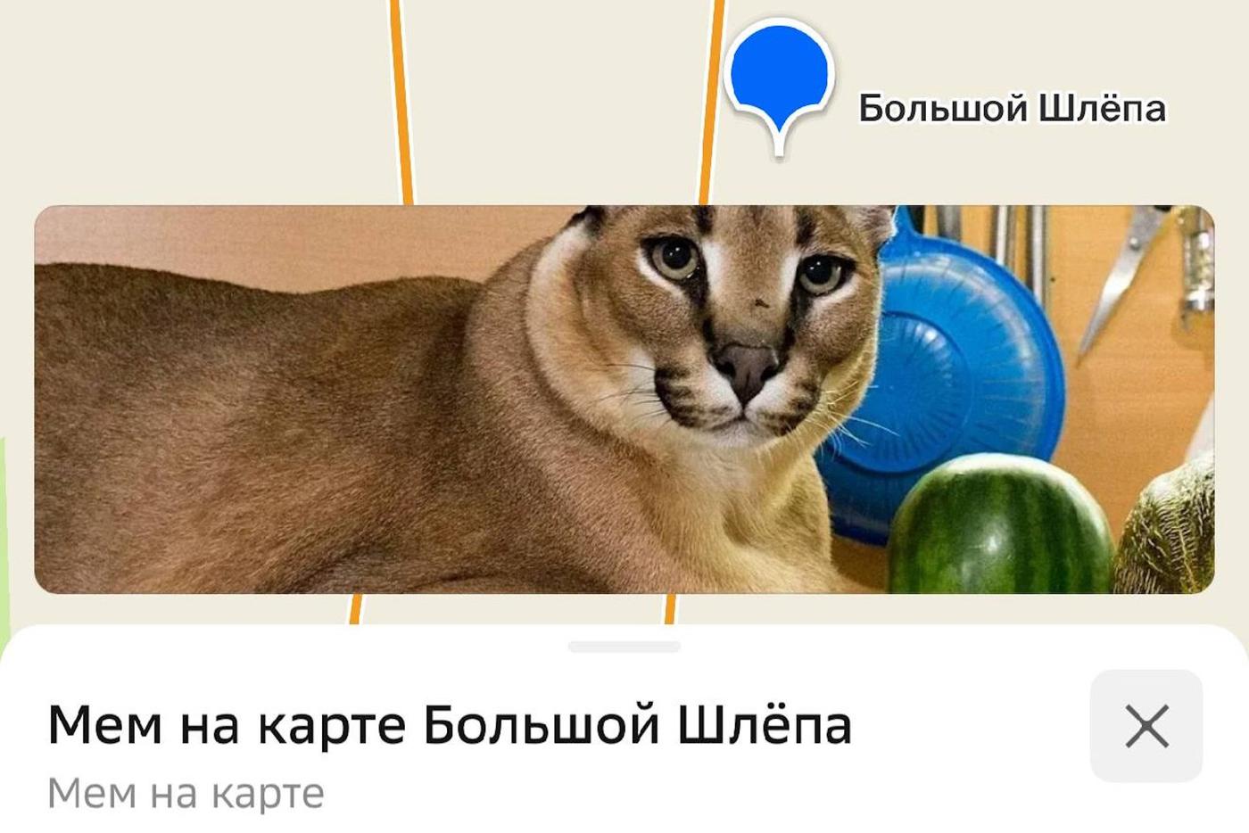 Харизматичный каракал Шлёпа теперь обитает в Нагатинском Затоне.