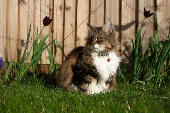 Почему ветеринарные организации не рекомендуют ошейники для кошек