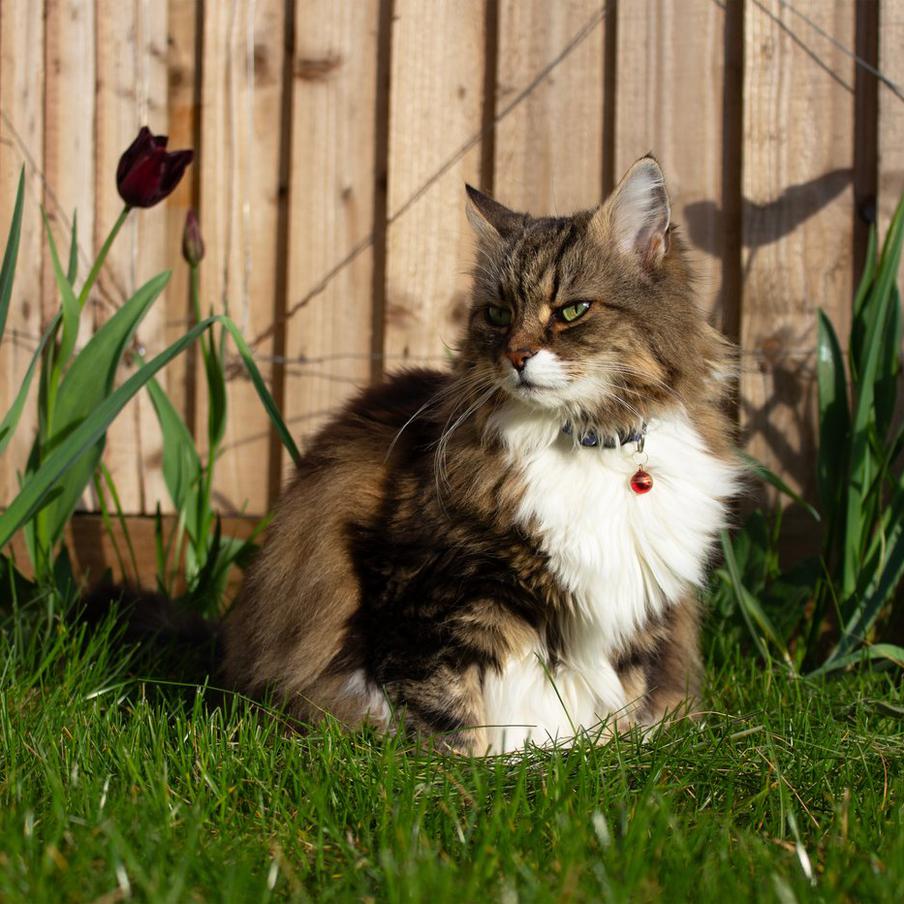 Эксперт призвал надевать на кошек ошейники ради их безопасности и спасения птиц. Ветеринарные организации годами советуют не использовать ошейники, опасаясь травм. Но автор письма в Guardian утверждает, что риск быть сбитыми машинами гораздо выше, а колокольчик на шее спасает диких животных