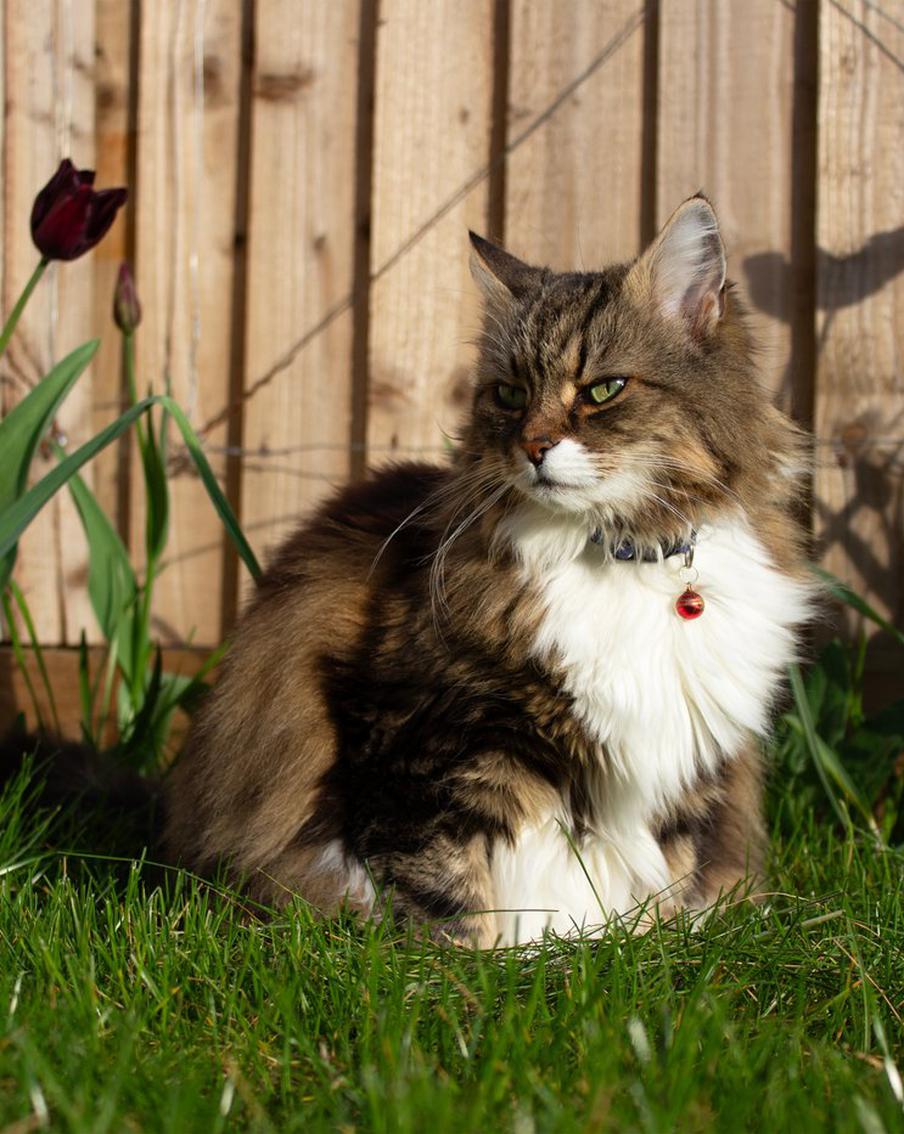 Эксперт призвал надевать на кошек ошейники ради их безопасности и спасения птиц. Ветеринарные организации годами советуют не использовать ошейники, опасаясь травм. Но автор письма в Guardian утверждает, что риск быть сбитыми машинами гораздо выше, а колокольчик на шее спасает диких животных