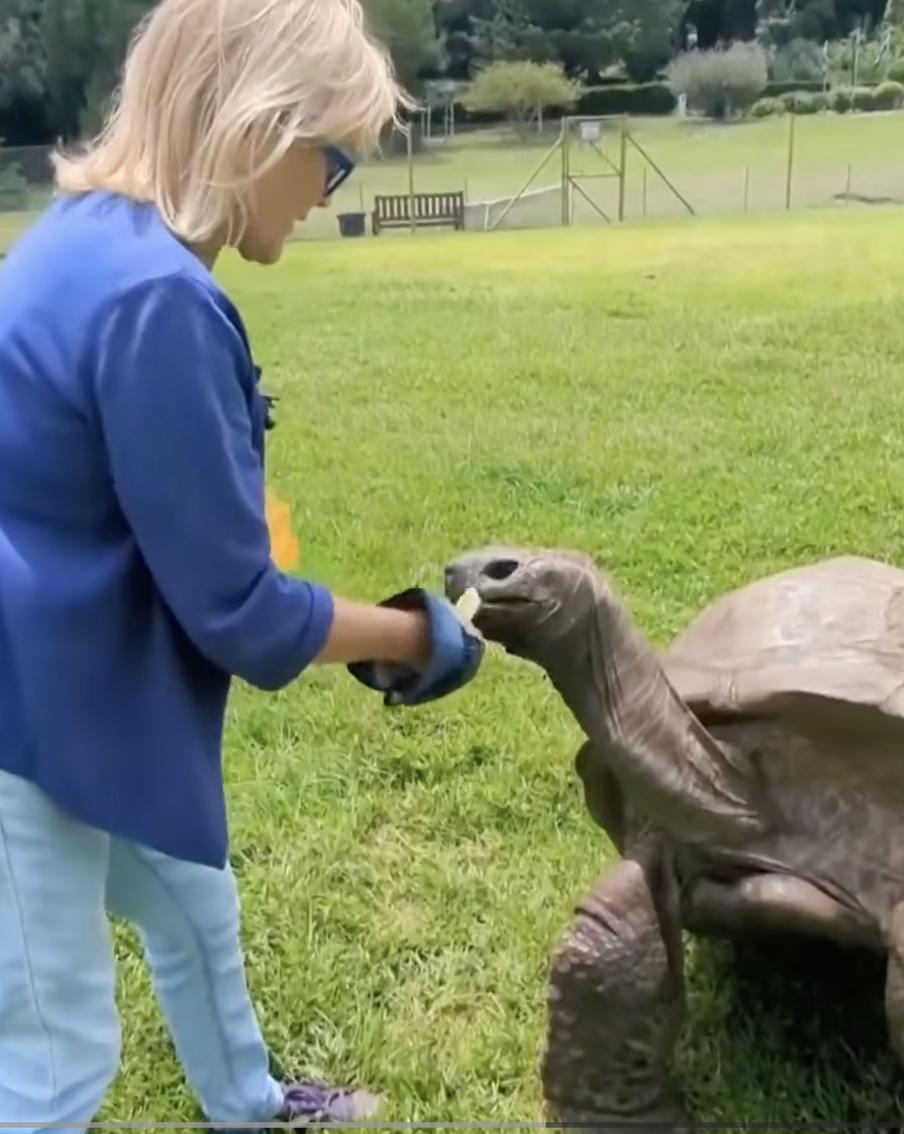 Древнейшую черепаху в мире "похоронили" мошенники ради криптовалюты. Ложная новость о кончине самой старой сухопутной черепахи в мире облетела мировые СМИ, включая BBC. За розыгрышем стоял злоумышленник, который представлялся ветеринаром и выпрашивал донаты в криптовалюте