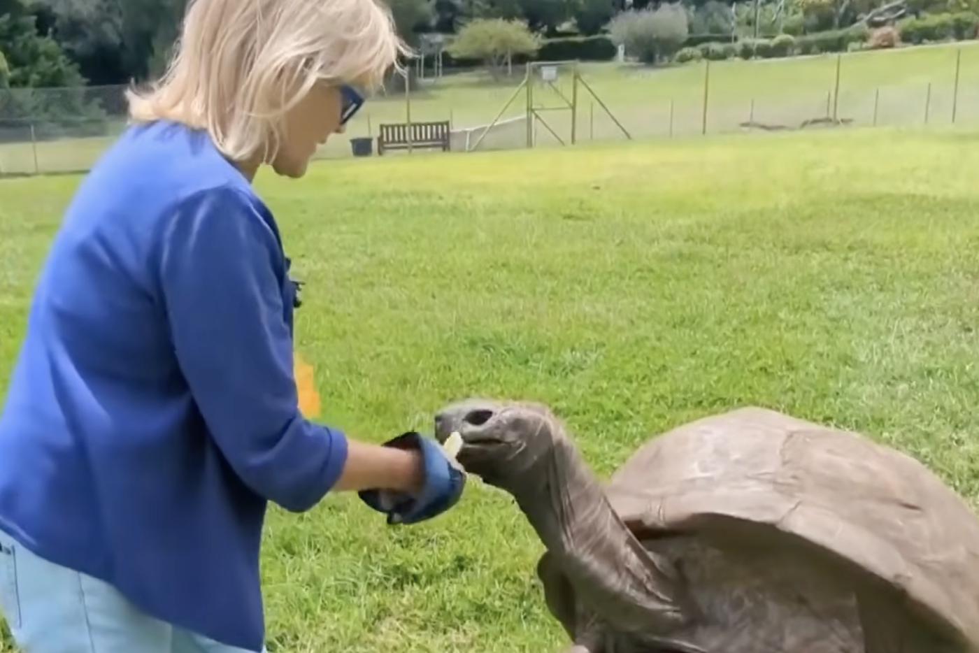 Мошенники "похоронили" 194-летнюю черепаху Джонатана ради криптовалюты
