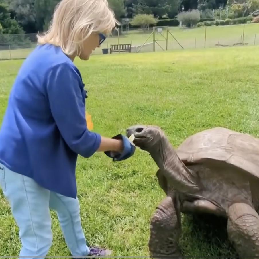 Древнейшую черепаху в мире "похоронили" мошенники ради криптовалюты